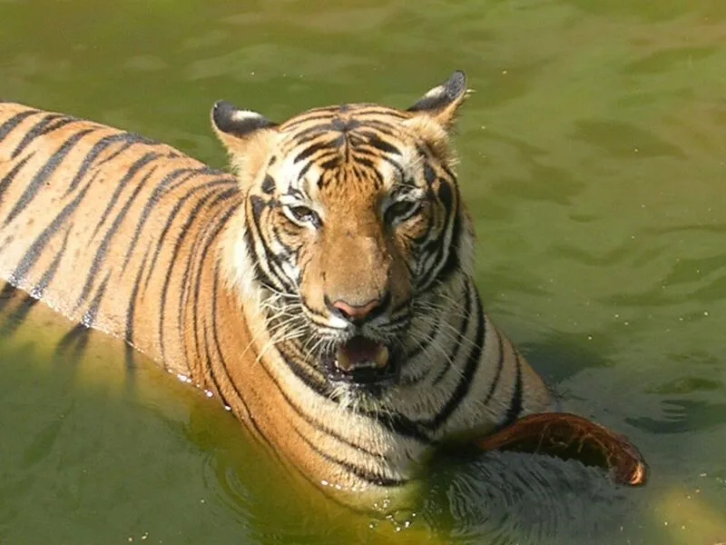 お子様に大人気！ロッカウイ動物園と昆虫観察ツアー（コタキナバル発）