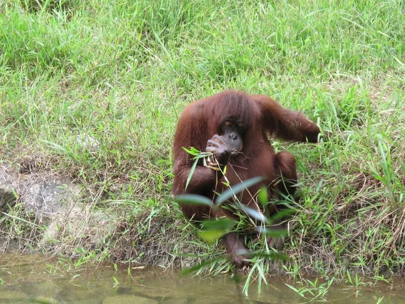 異文化と野生動物！マリマリ文化村とテングザル＆ホタル観賞ツアー（コタキナバル発）