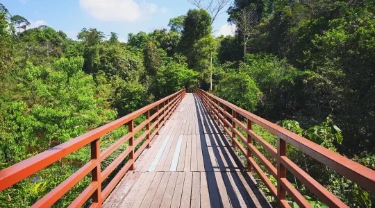 世界自然遺産・カオヤイ国立公園＋象乗りトレッキング 自然満喫