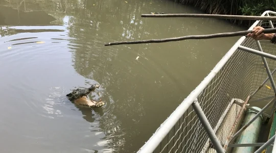 【ホーチミン】カンザー国立公園でマングローブ林クルーズ観光ツアー + ワニ釣り（餌やり）見学
