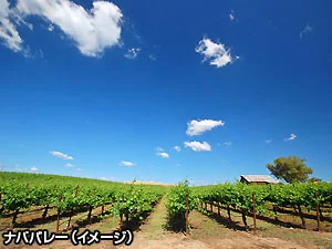 ナパ・ワイナリーツアー　～カルフォルニアワインの故郷ナパバレーとアウトレットでショッピングを楽しむ～