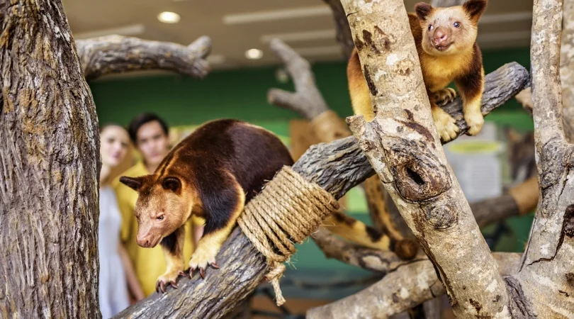 世界でも珍しい 柵のない動物園「シンガポール動物園」