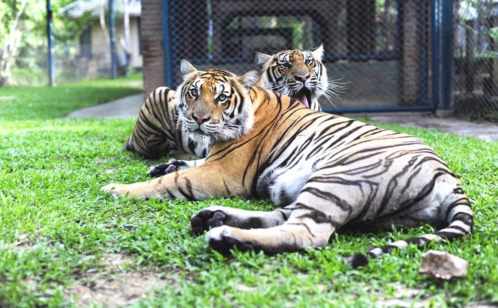 タイガーキングダム・スネーク&蘭園・象ショー